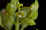 Roadside pennycress 